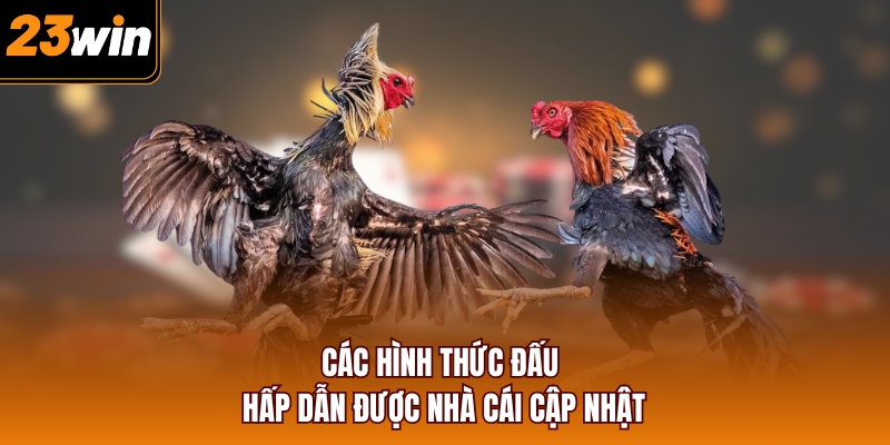 Các hình thức đấu hấp dẫn được nhà cái cập nhật