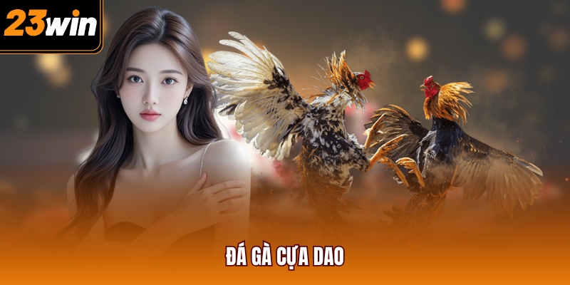 Đá gà cựa dao