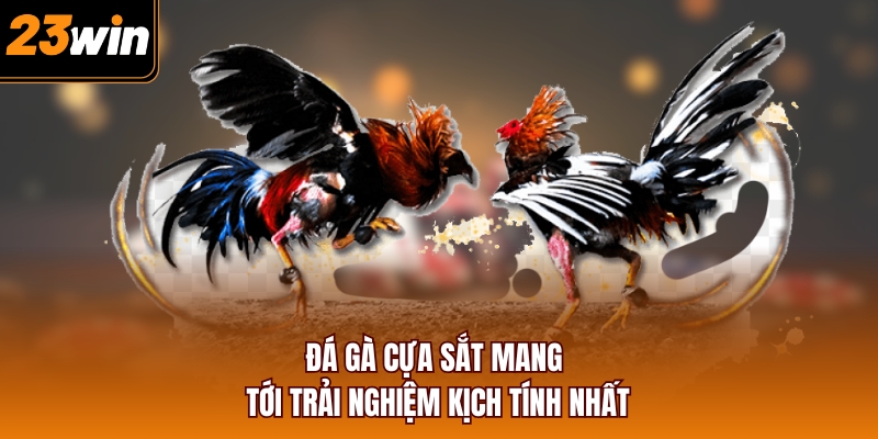 Đá gà cựa sắt mang tới trải nghiệm kịch tính nhất