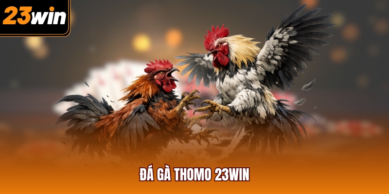 Đá gà Thomo