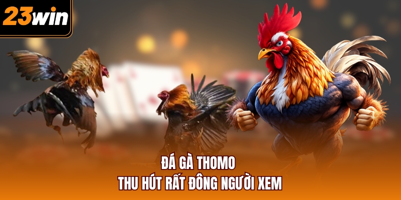 Đá gà Thomo thu hút rất đông người xem