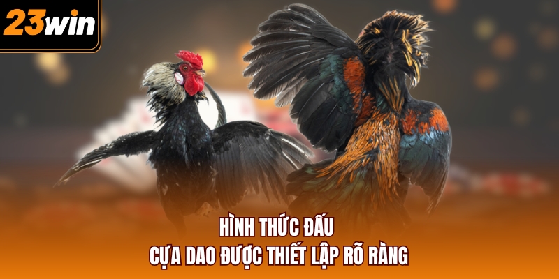 Hình thức đấu cựa dao được thiết lập rõ ràng