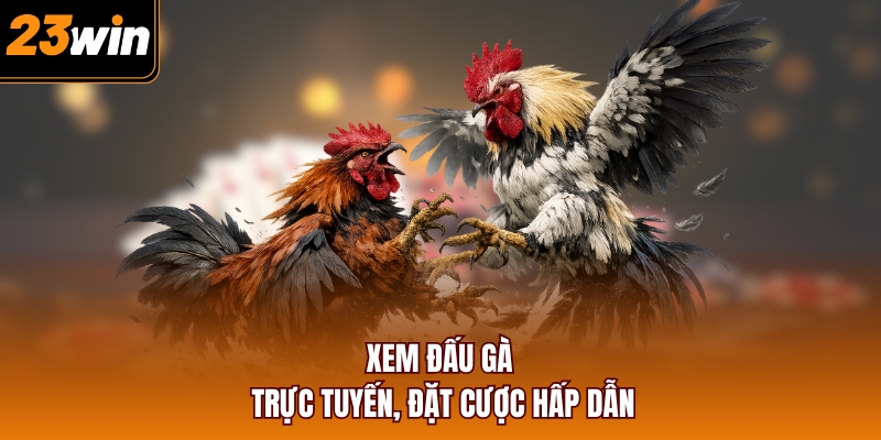 Xem đấu gà trực tuyến, đặt cược hấp dẫn